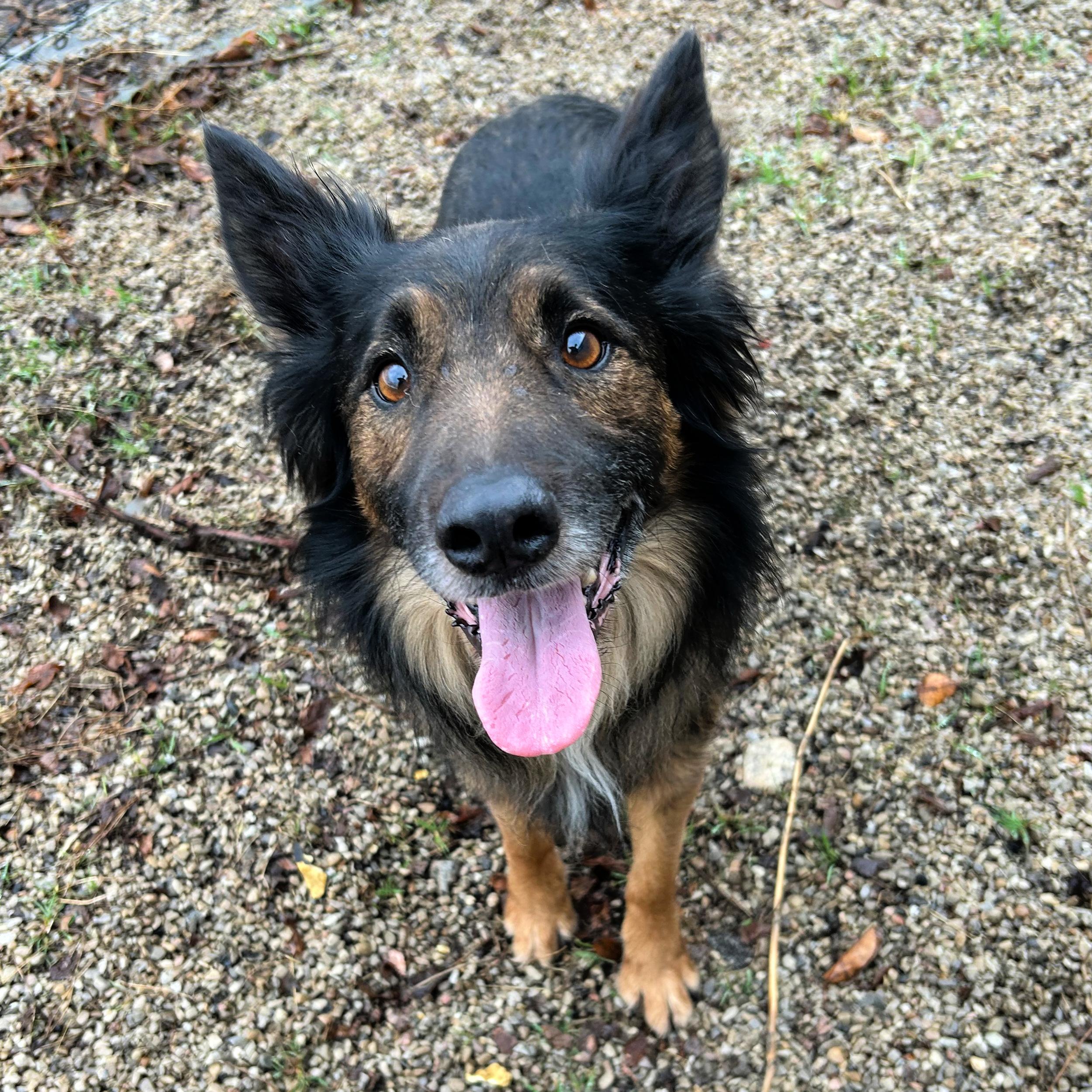 Hercules, adopted, Adult Male Shepherd.