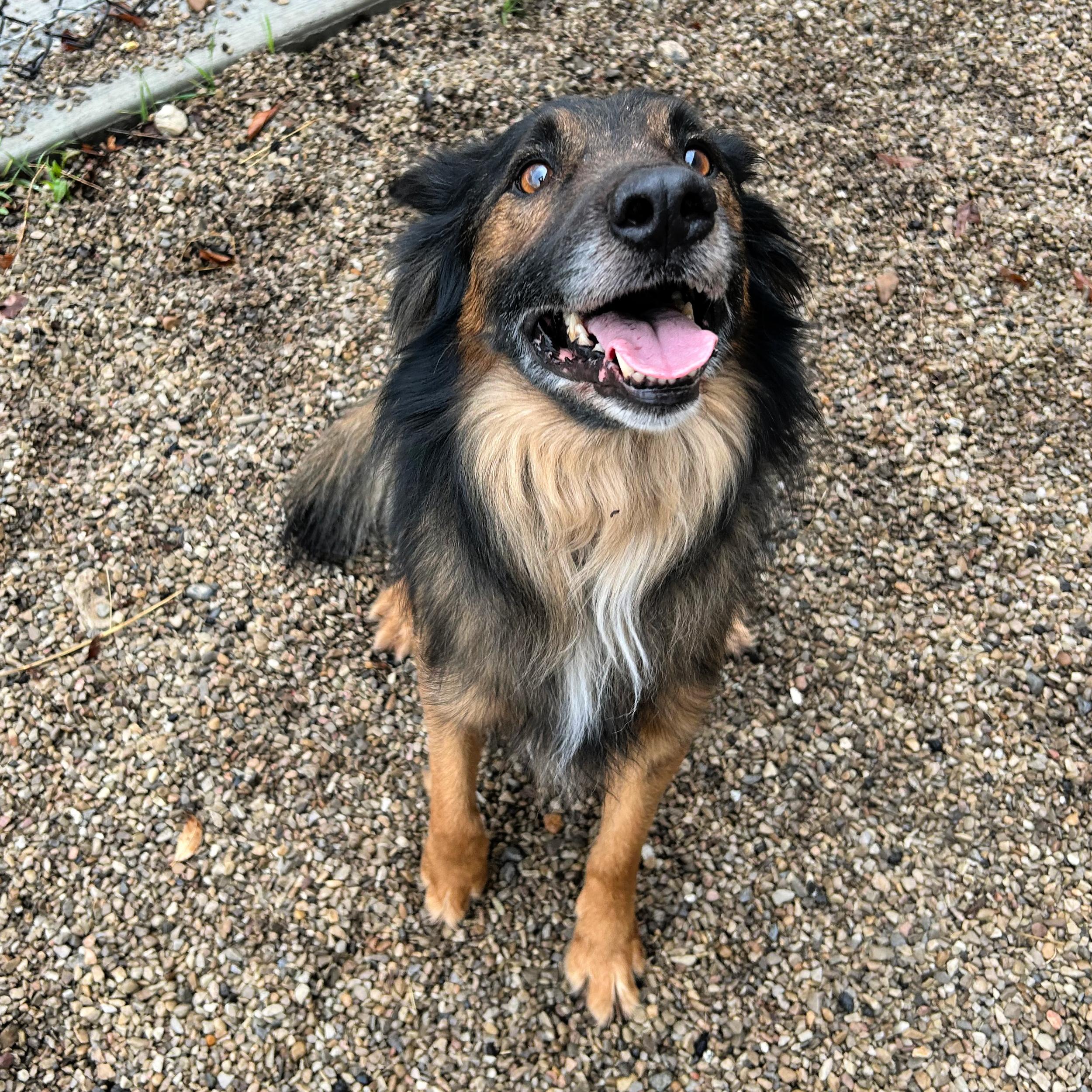 Enlarge Hercules, an adopted mixed breed in Lindon, UT image 5/5