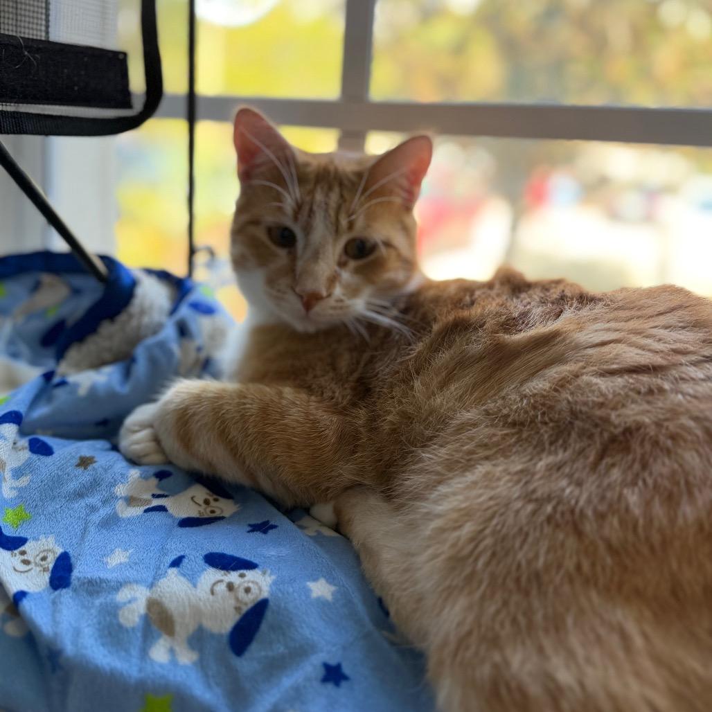 Orange — thumbnail 2