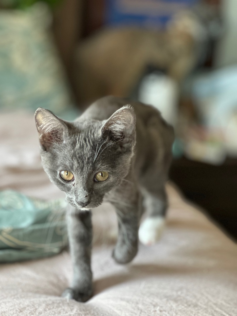 Maggie, Adopted, Young Female Domestic Short Hair.