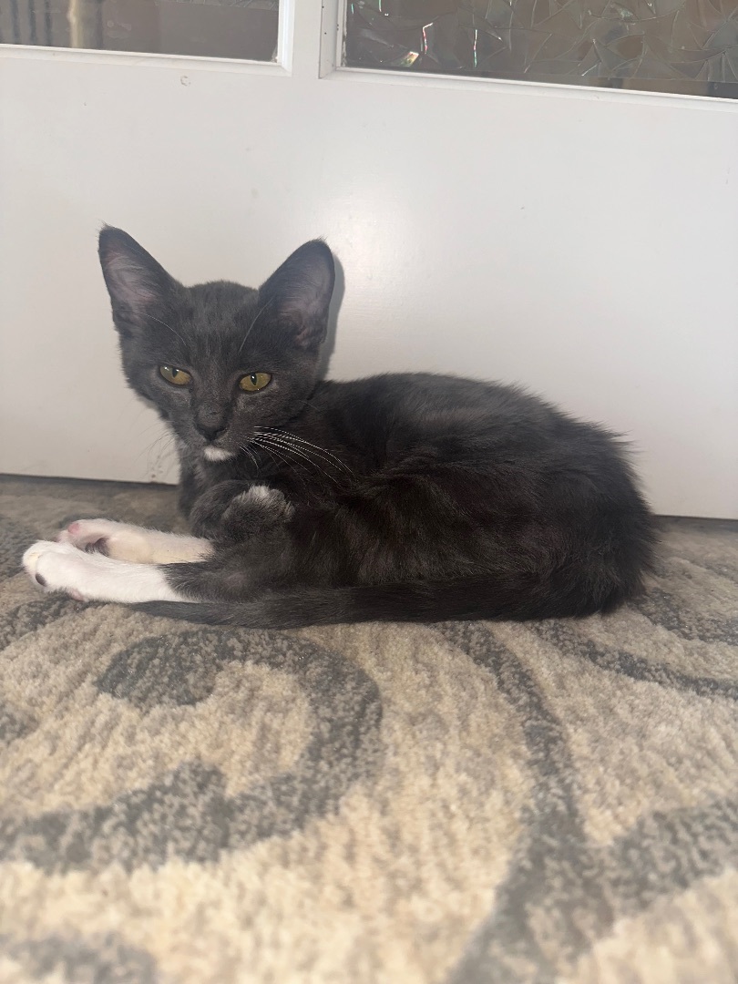 Enlarge Maggie, a Adopted Domestic Short Hair in Springtown, TX image 2/21