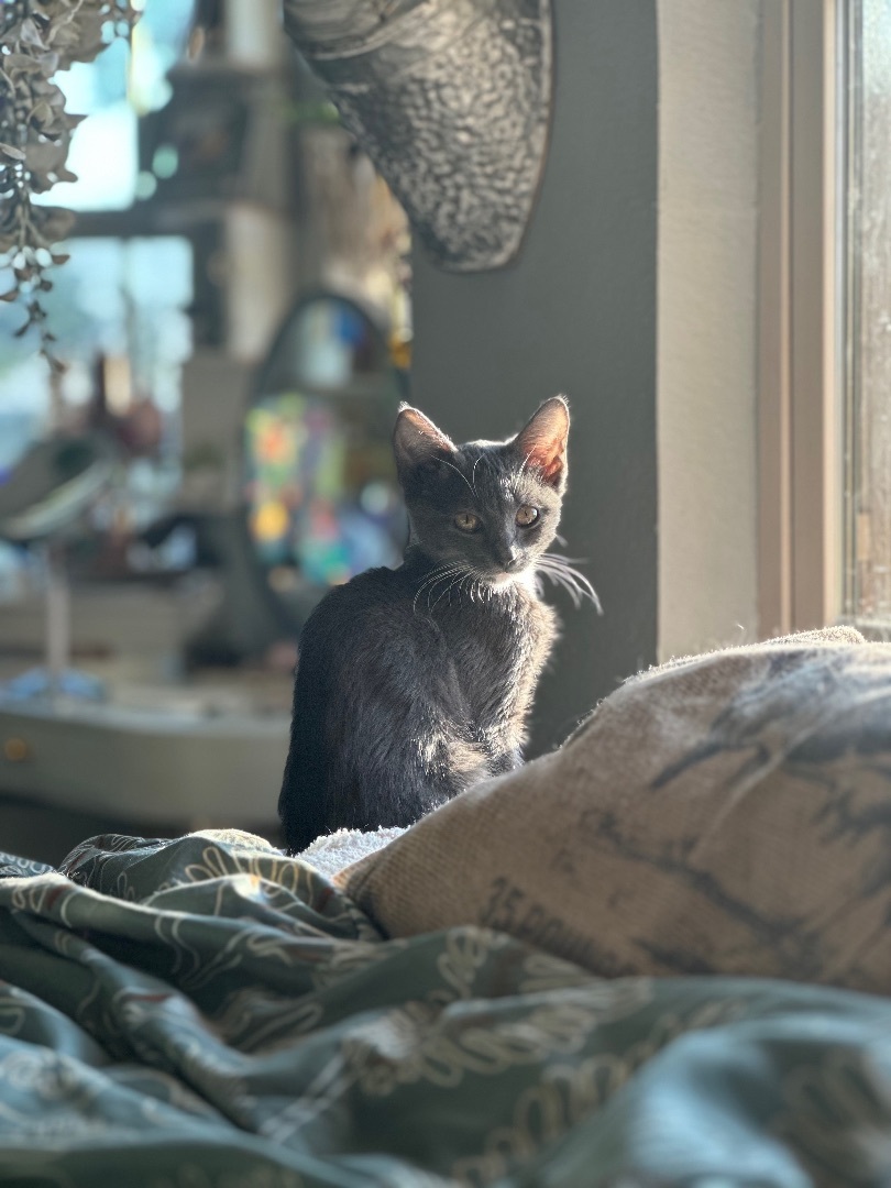 Enlarge Maggie, a Adopted Domestic Short Hair in Springtown, TX image 3/21