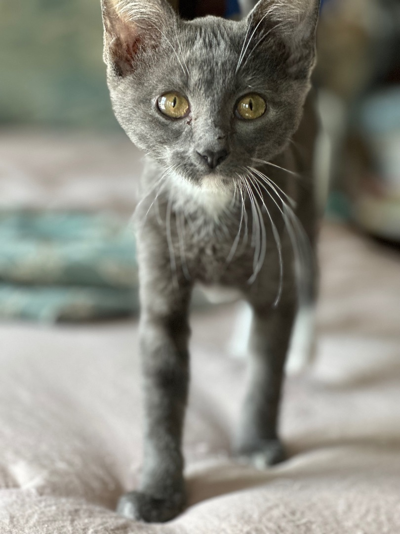Enlarge Maggie, a Adopted Domestic Short Hair in Springtown, TX image 4/21
