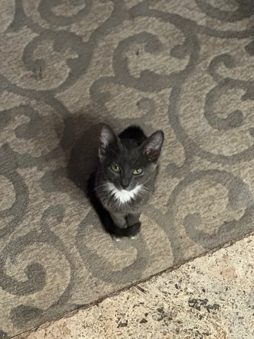 Enlarge Maggie, a Adopted Domestic Short Hair in Springtown, TX image 5/21