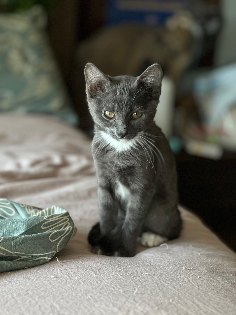 Enlarge Maggie, a Adopted Domestic Short Hair in Springtown, TX image 6/21