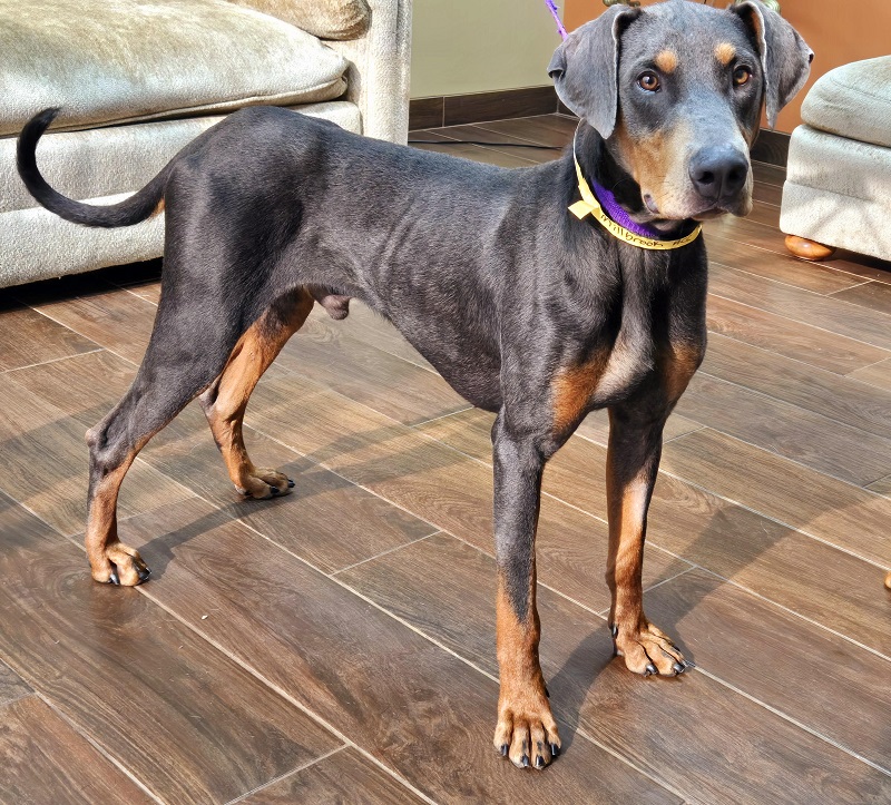 Ricky, a Adoptable Doberman Pinscher in Barrington, IL image 6/6