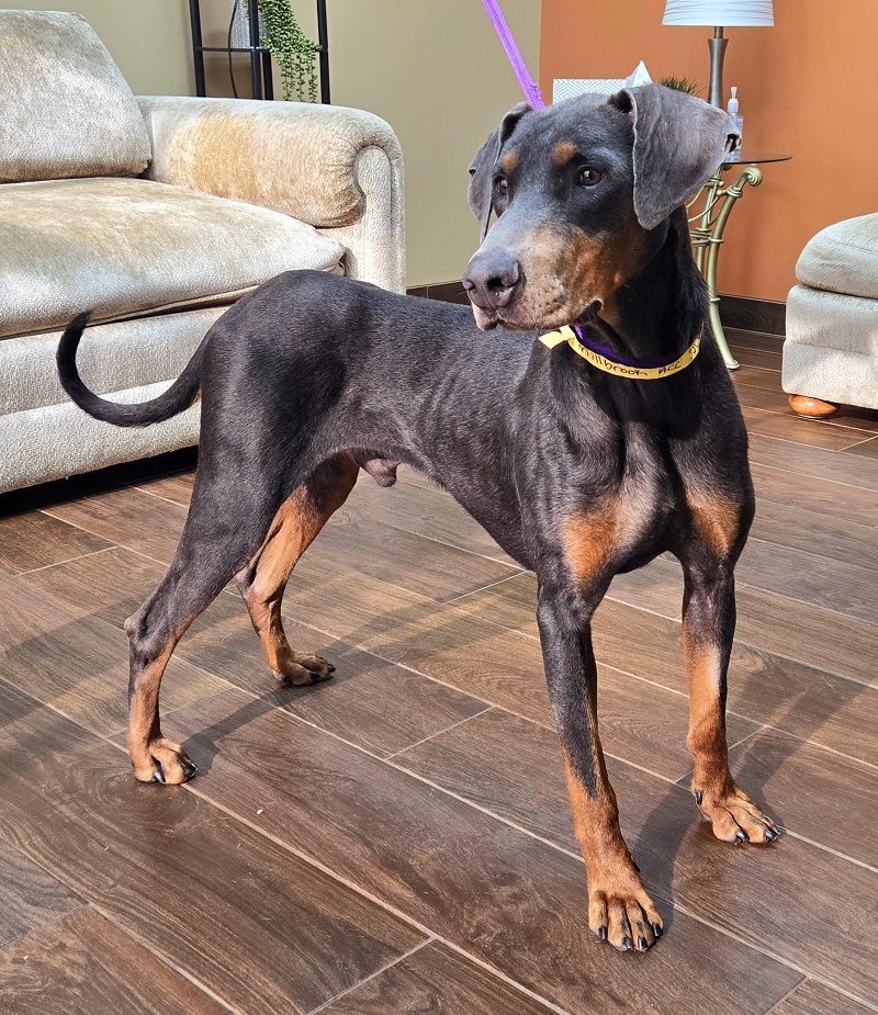 Ricky, a Adoptable Doberman Pinscher in Barrington, IL image 5/6