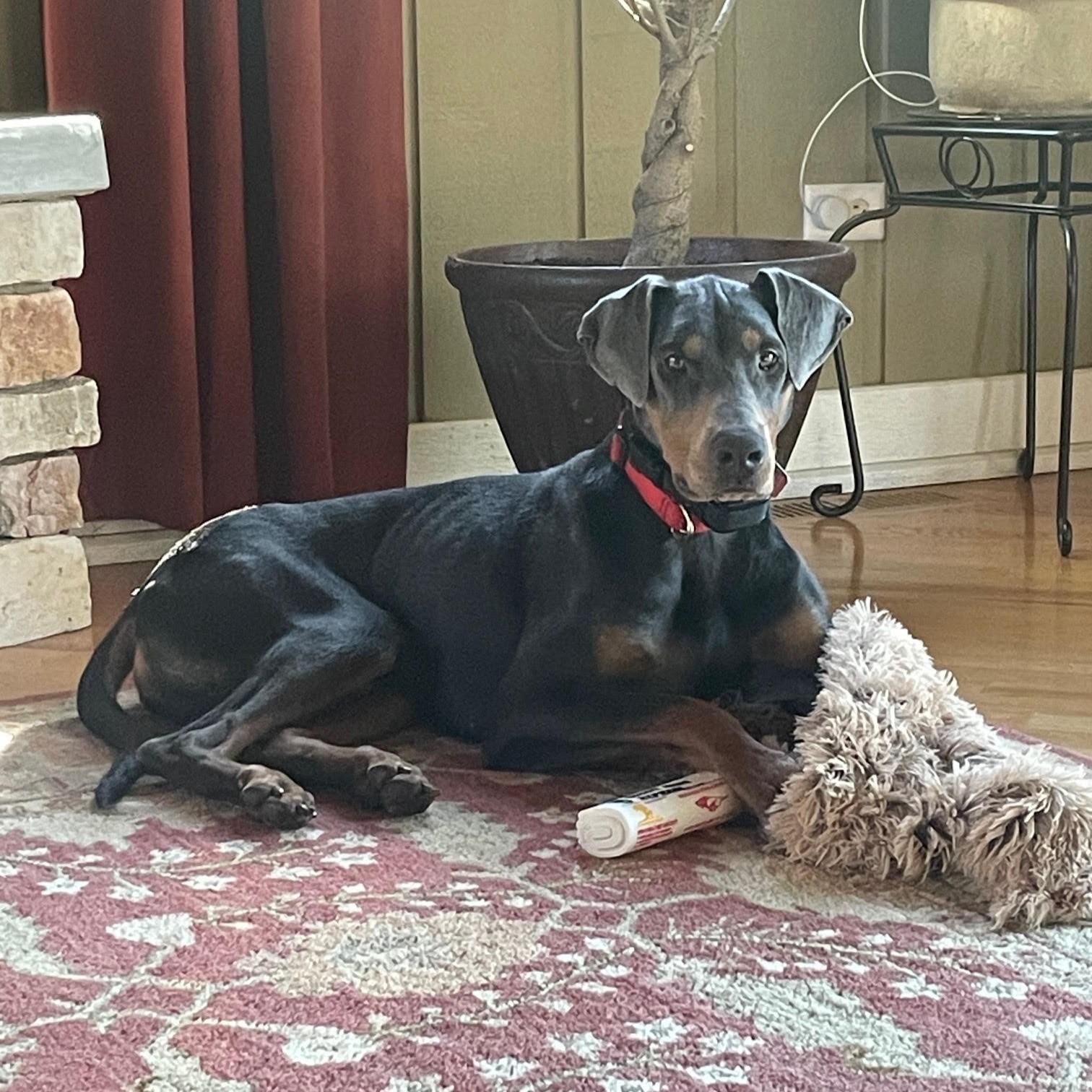 Ricky, Adoptable, Adult Male Doberman Pinscher.