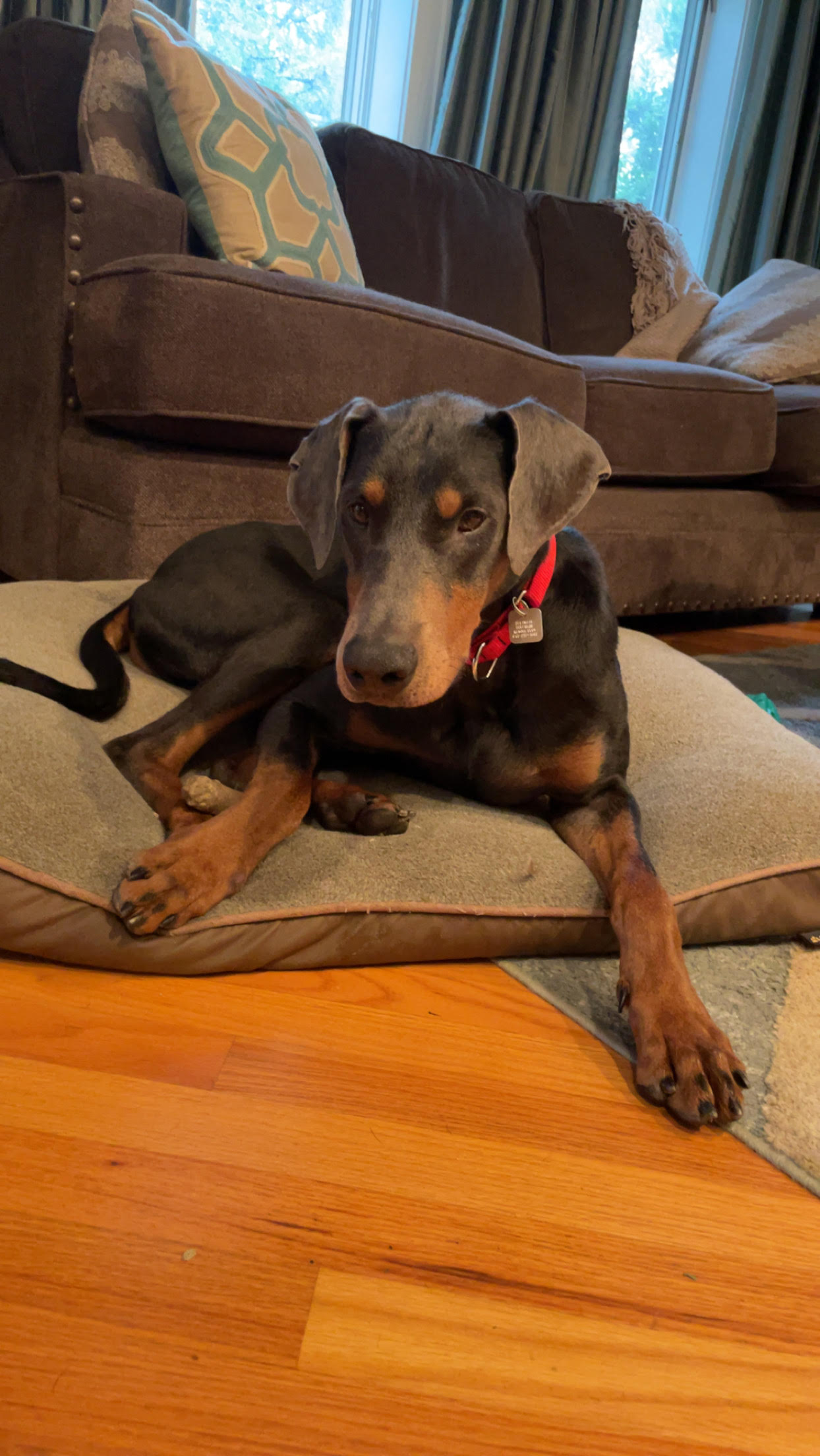 Ricky, a Adoptable Doberman Pinscher in Barrington, IL image 2/6