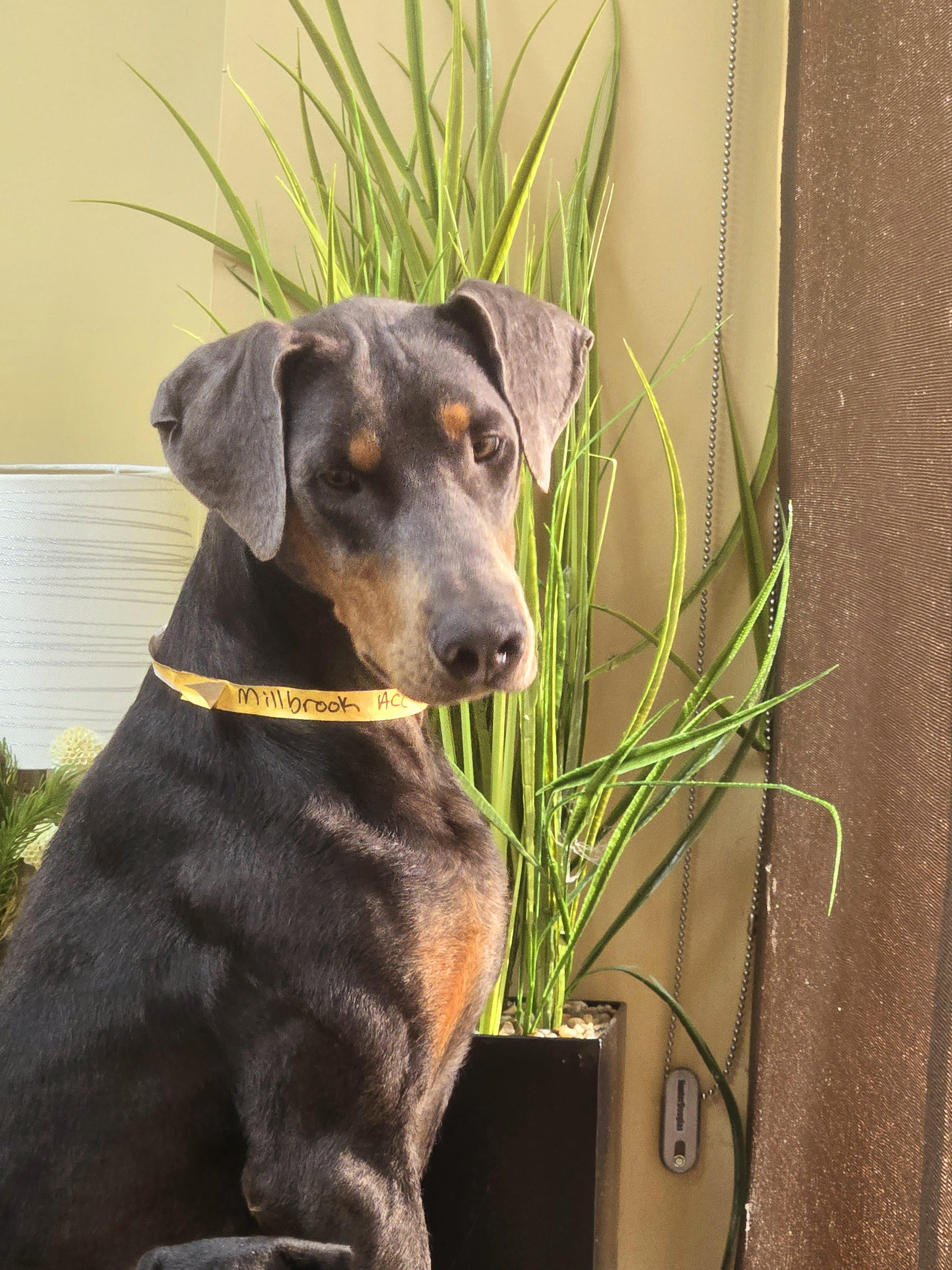 Ricky, a Adoptable Doberman Pinscher in Barrington, IL image 4/6