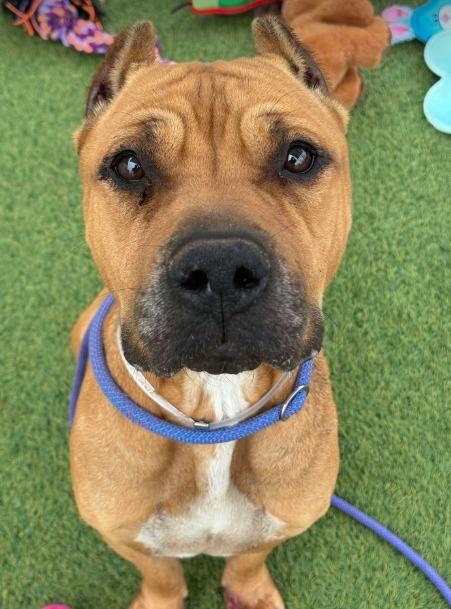 Alex, Adult Male American Staffordshire Terrier