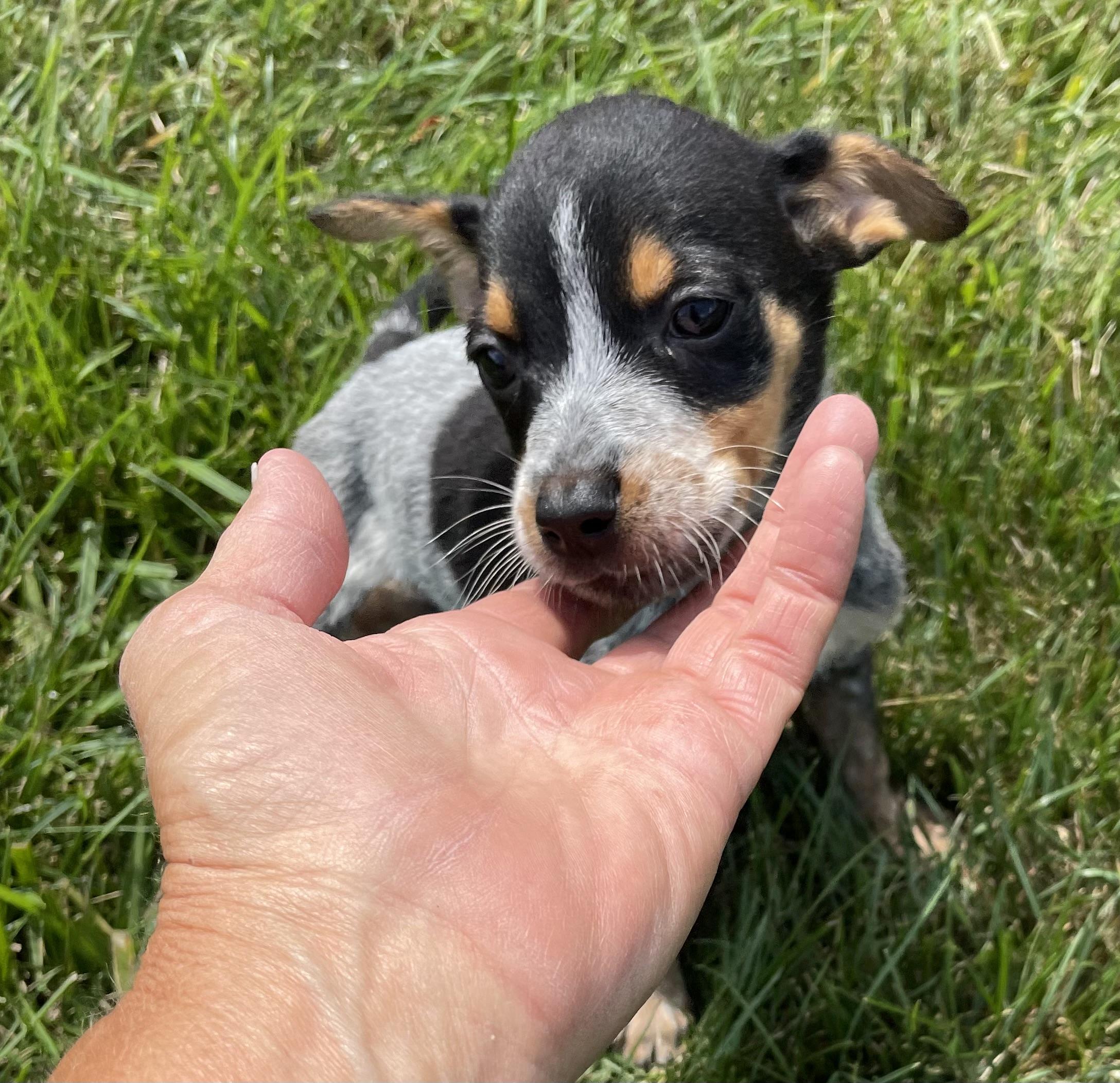 CLYDE, Young Male unknown