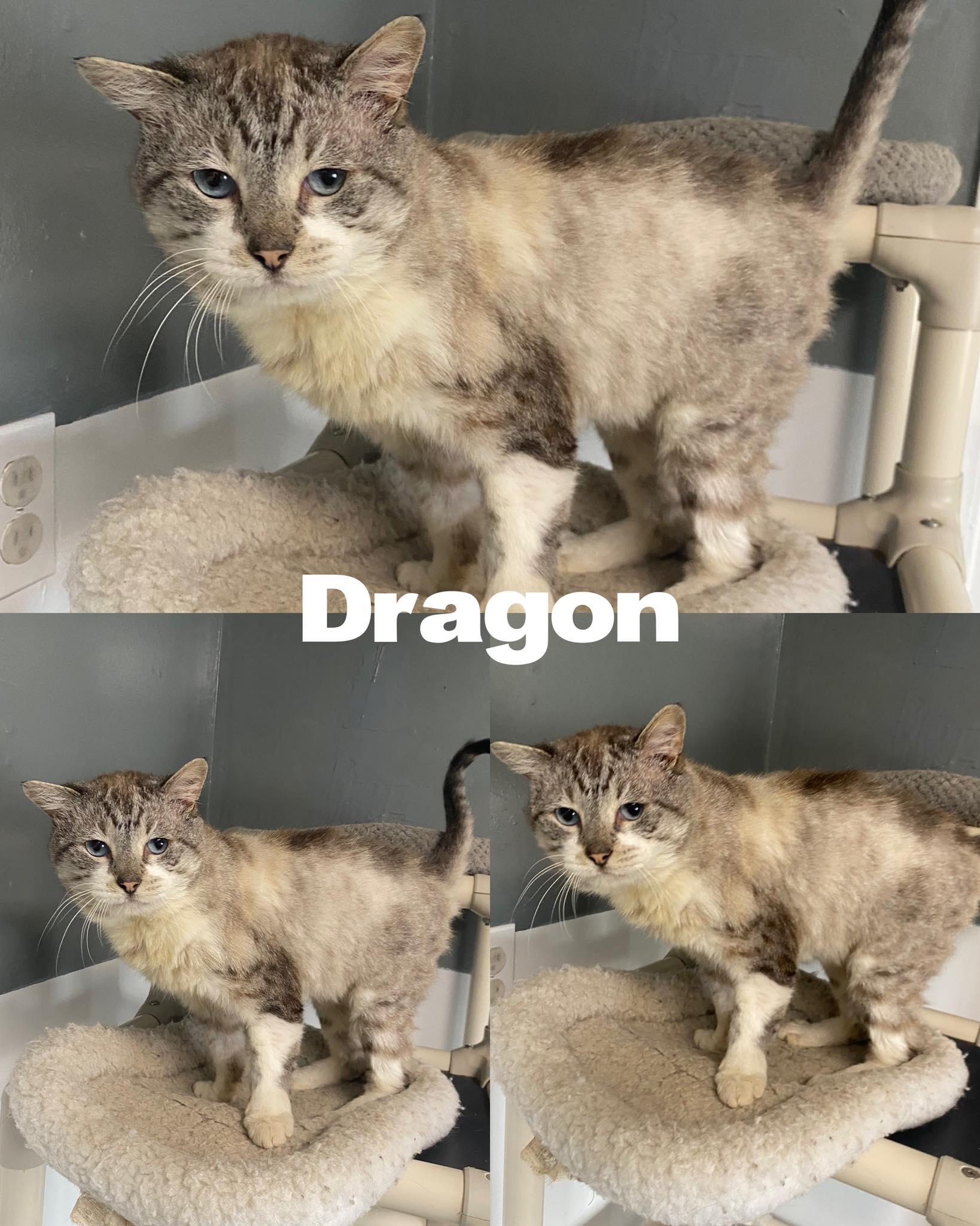 Enlarge Dragon, a Adoptable mixed breed in Saint James, MO image 1/2