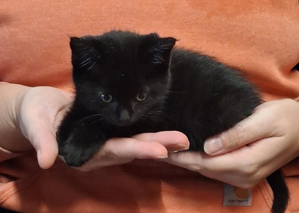 Cal, Adopted, Kitten Male Domestic Short Hair.