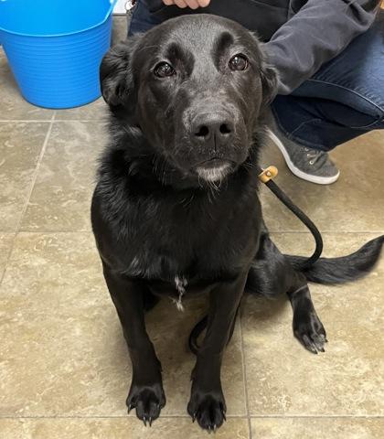 Antoniette, ADOPTABLE, Young Female Mixed Breed.