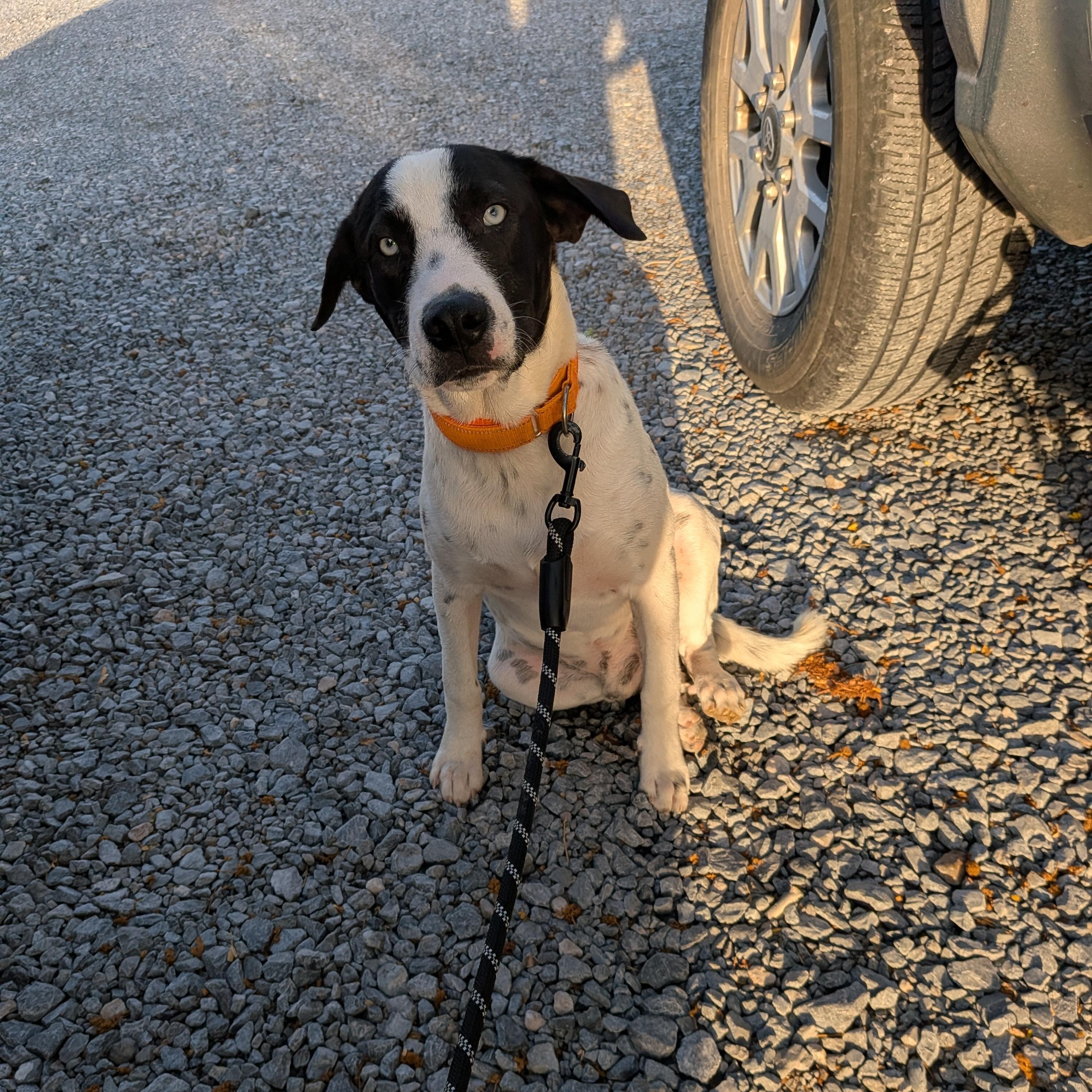 Enlarge Lincoln, a Adoptable mixed breed in Pittsburgh, PA image 3/5
