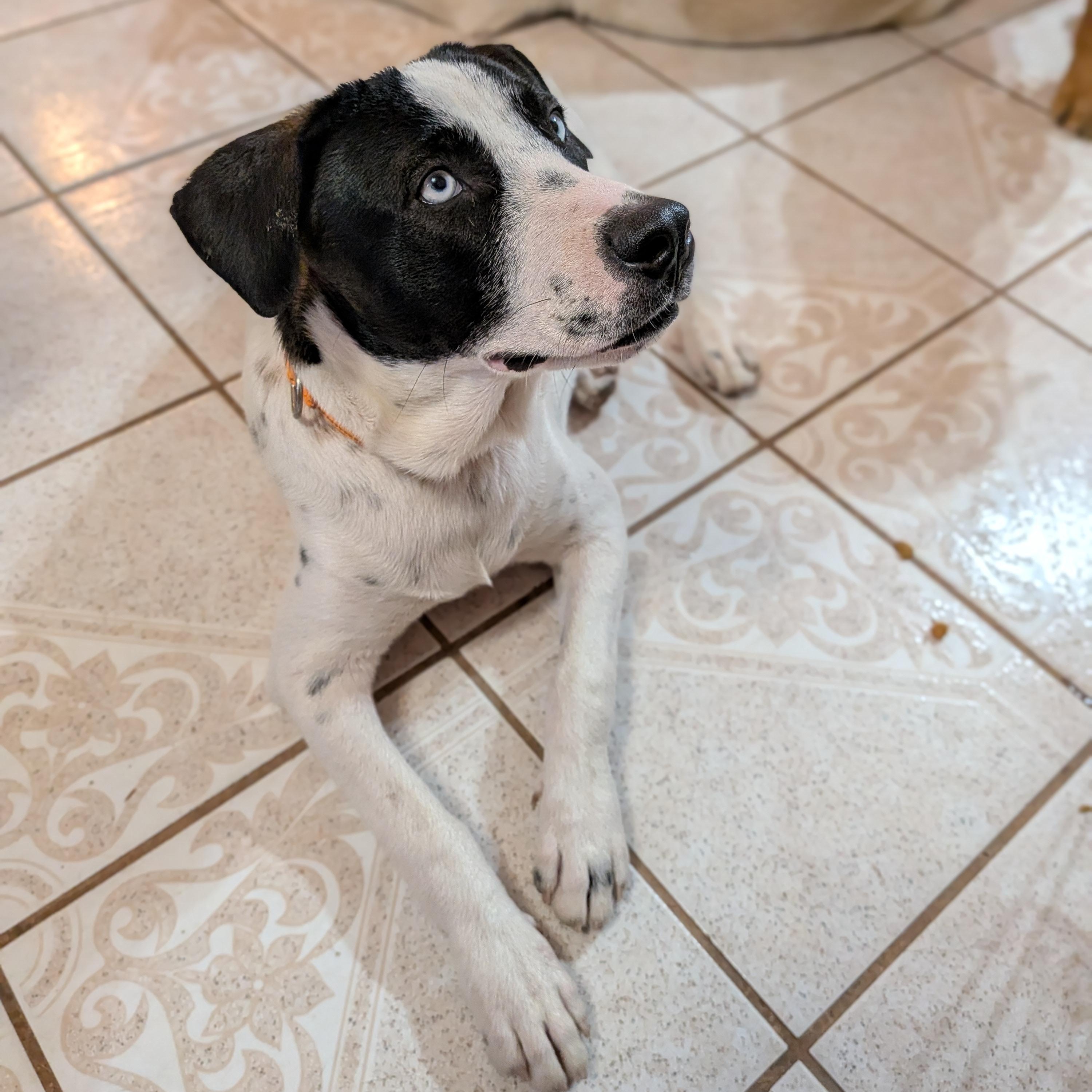 Enlarge Lincoln, a Adoptable mixed breed in Pittsburgh, PA image 2/5