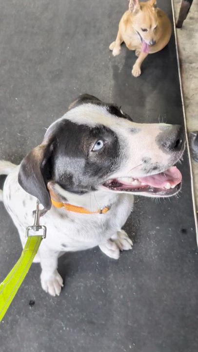 Enlarge Lincoln, a Adoptable mixed breed in Pittsburgh, PA video 5/5