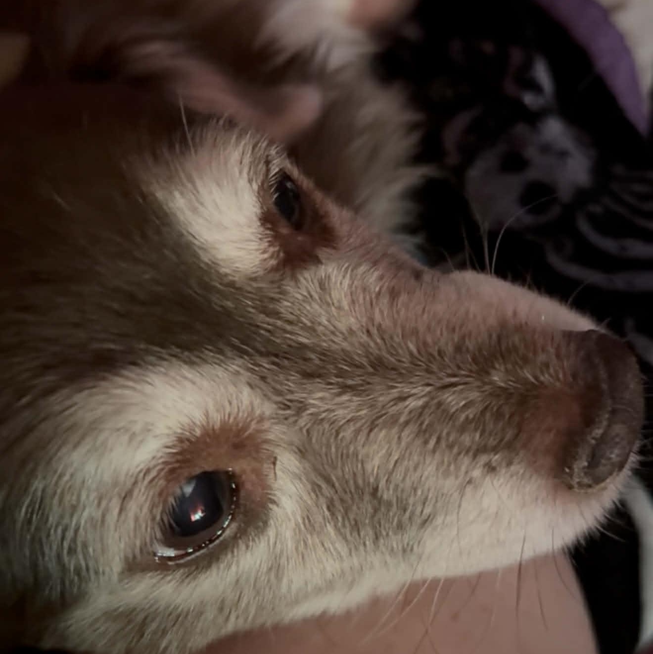 LUCKY, a ADOPTABLE Australian Shepherd in Marana, AZ image 2/4