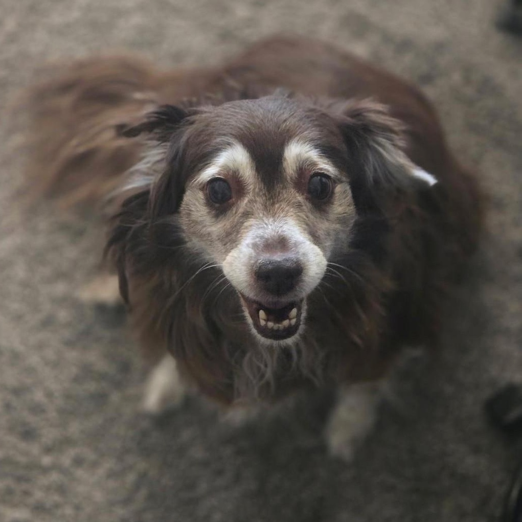 LUCKY, a ADOPTABLE Australian Shepherd in Marana, AZ image 3/4