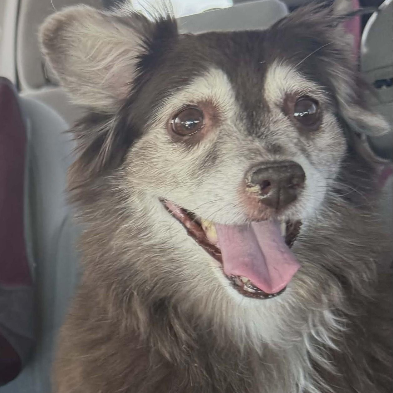 LUCKY, a ADOPTABLE Australian Shepherd in Marana, AZ image 1/4