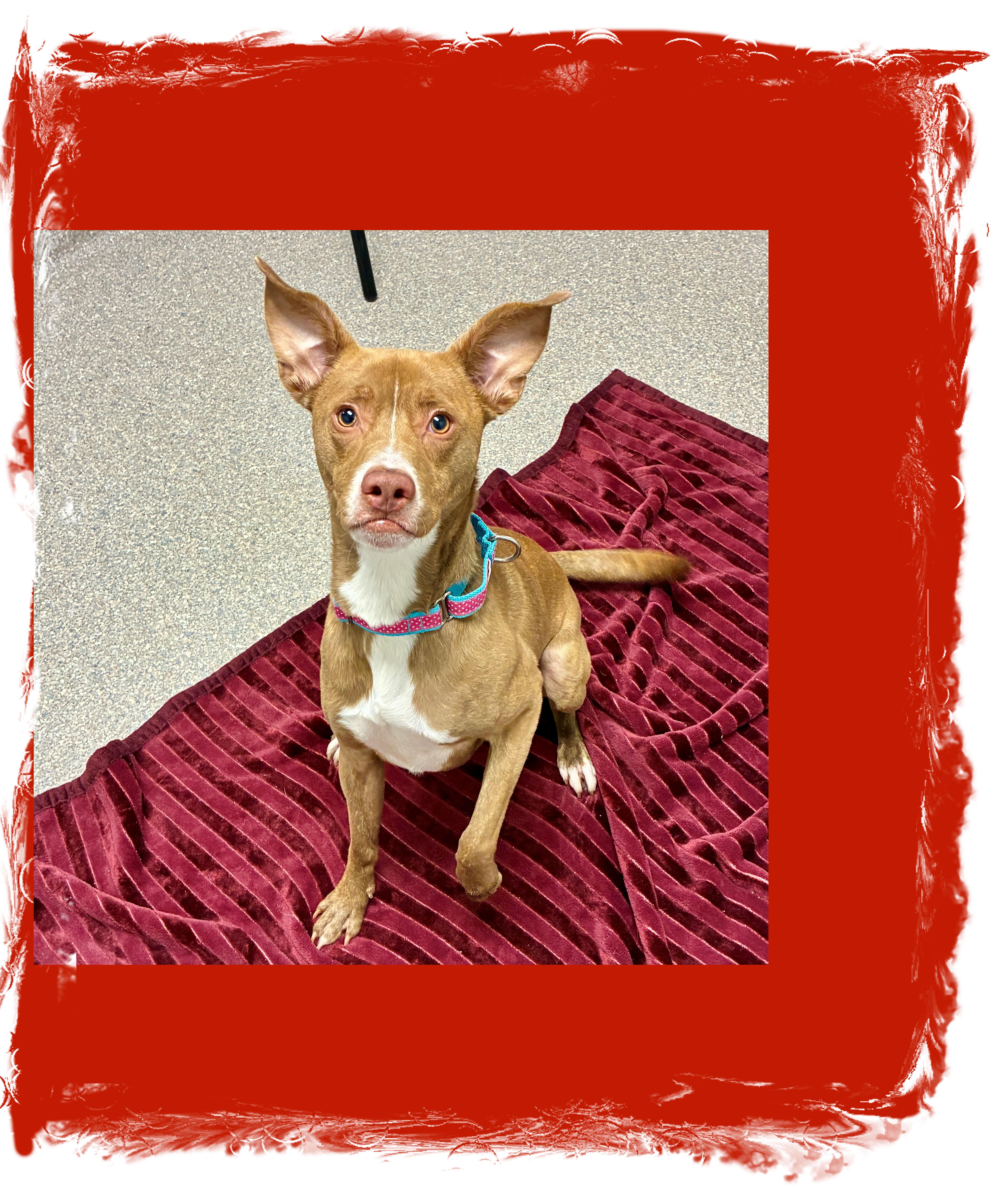 Enlarge Dobie A++, a Adoptable Mixed Breed in Lake Geneva, WI image 2/2