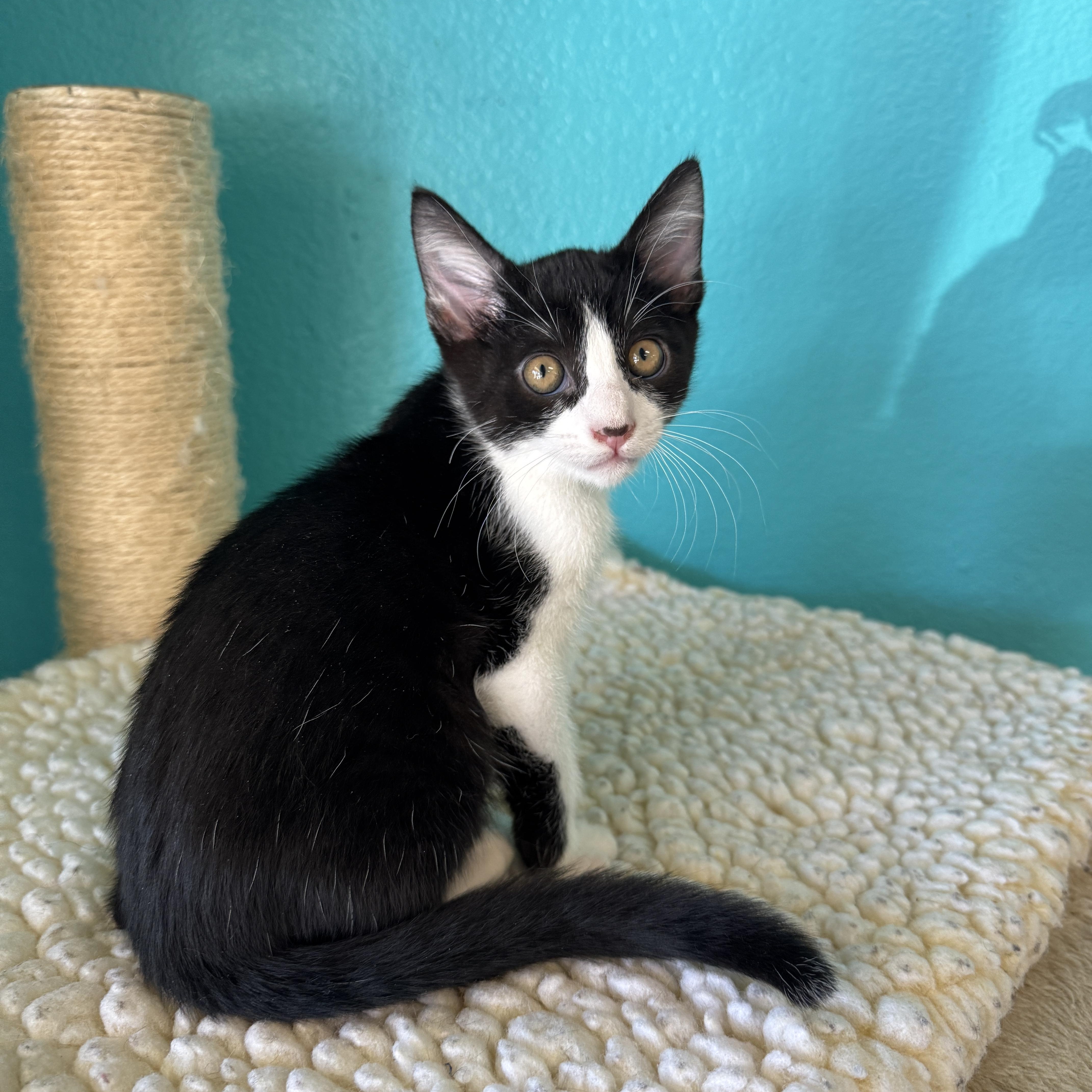 Andy, adopted, Kitten Male Domestic Short Hair.