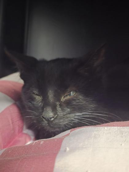 Enlarge Anarchy, a Adoptable mixed breed in Shawano, WI image 2/2