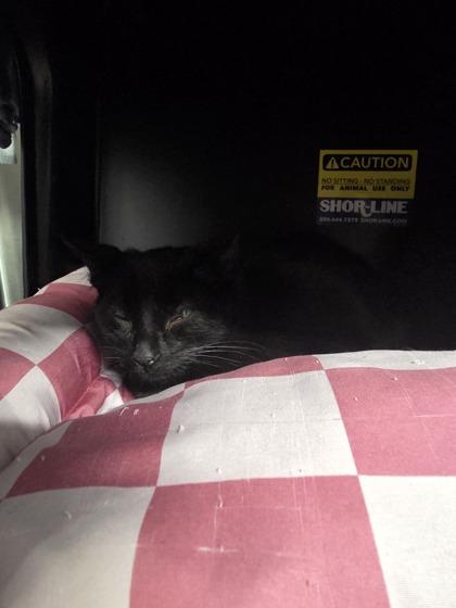 Annie (Anarchy), Adoptable, Kitten Female Domestic Short Hair & Domestic Short Hair.