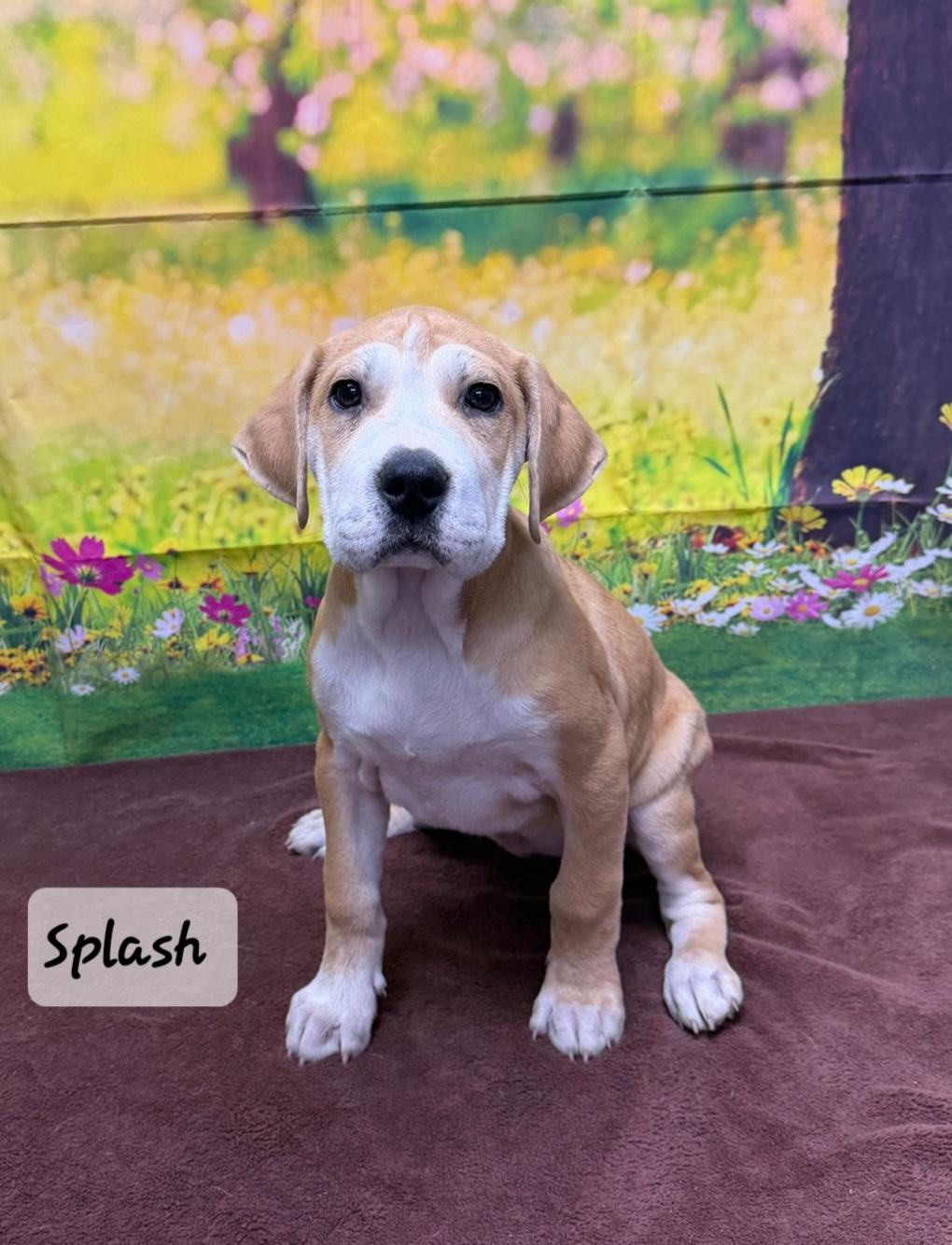 Splash, adopted, Puppy Female Mixed Breed.