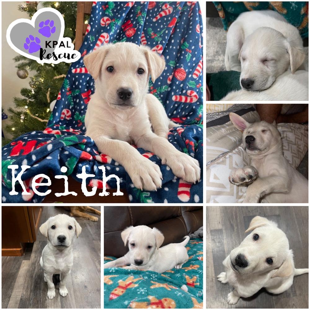 Enlarge Keith - Partridge Family, a Adopted mixed breed in Kenai, AK image 1/1