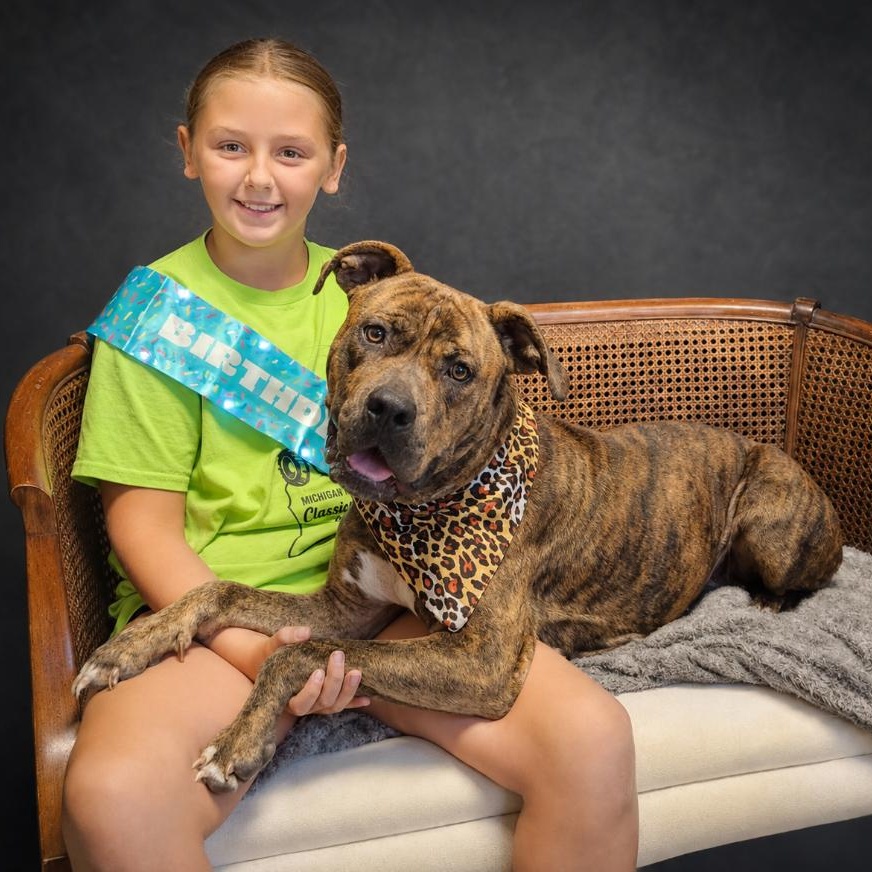 Luna, Adoptable, Adult Female American Staffordshire Terrier.
