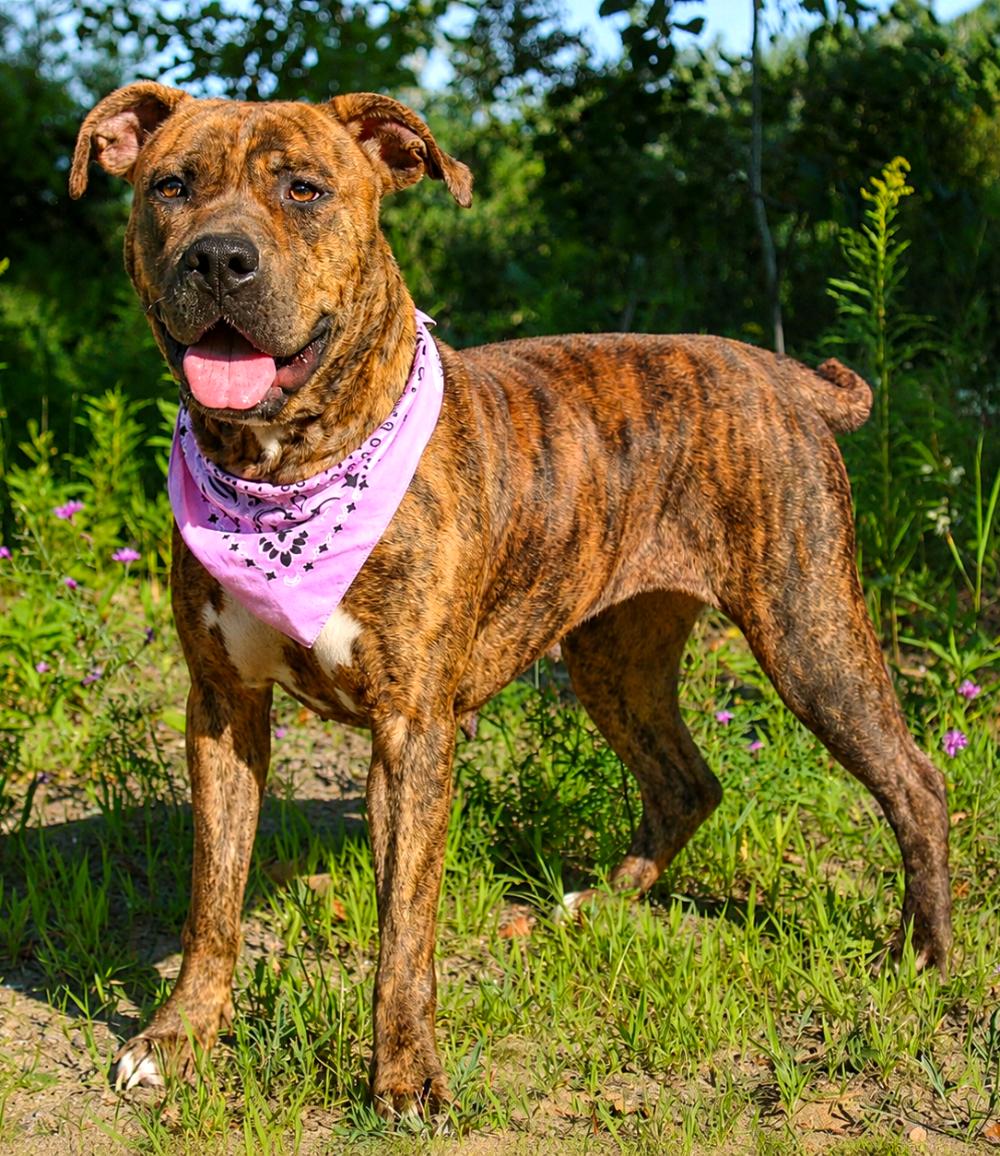 Enlarge Luna, a Adoptable mixed breed in Cheboygan, MI image 2/6