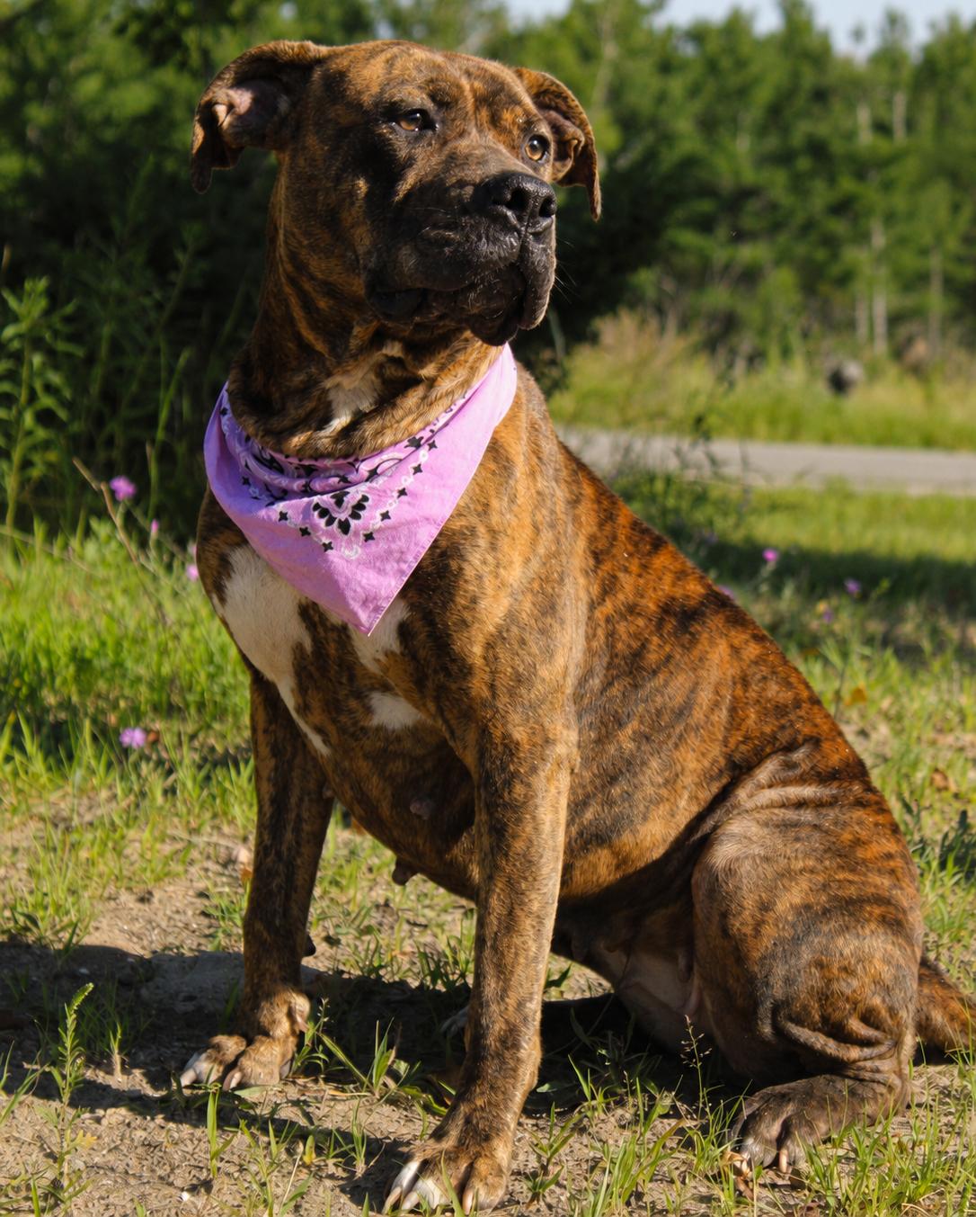 Enlarge Luna, a Adoptable mixed breed in Cheboygan, MI image 6/6