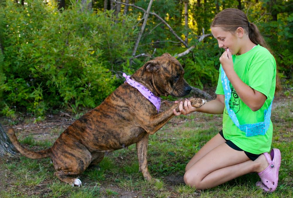 Enlarge Luna, a Adoptable mixed breed in Cheboygan, MI image 5/6