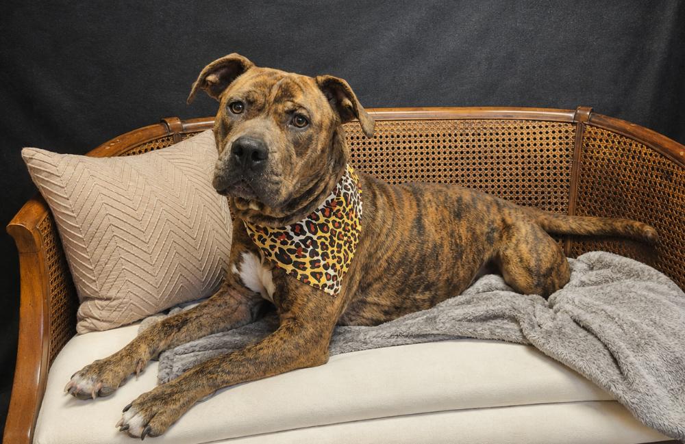 Enlarge Luna, a Adoptable mixed breed in Cheboygan, MI image 3/6