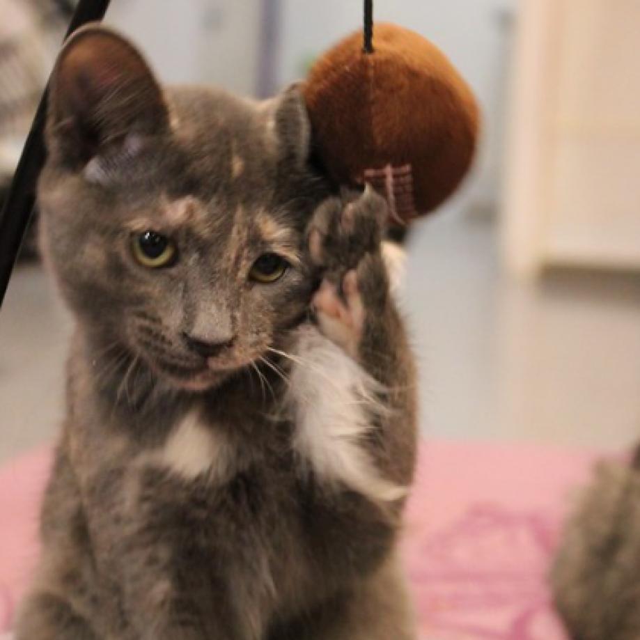 Birch II, Adoptable, Adult Female Domestic Short Hair.