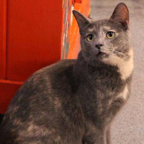 Enlarge Birch II, a Adoptable Domestic Short Hair in Defiance, OH image 2/6