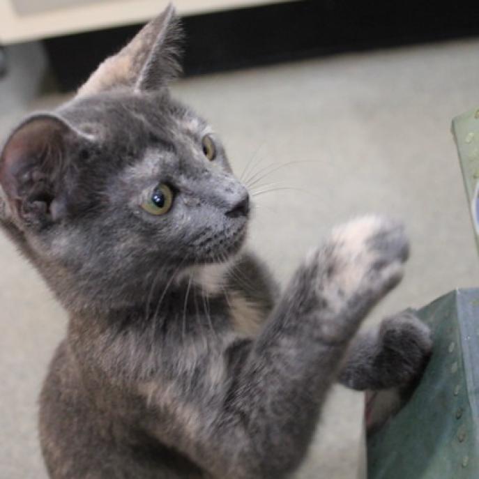 Enlarge Birch II, a Adoptable Domestic Short Hair in Defiance, OH image 3/6