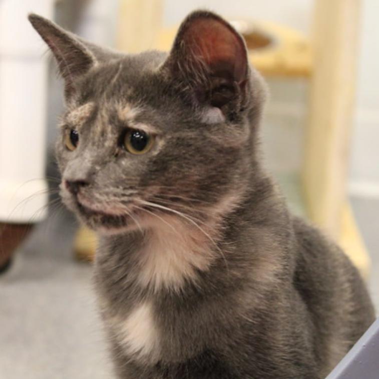 Enlarge Birch II, a Adoptable Domestic Short Hair in Defiance, OH image 4/6