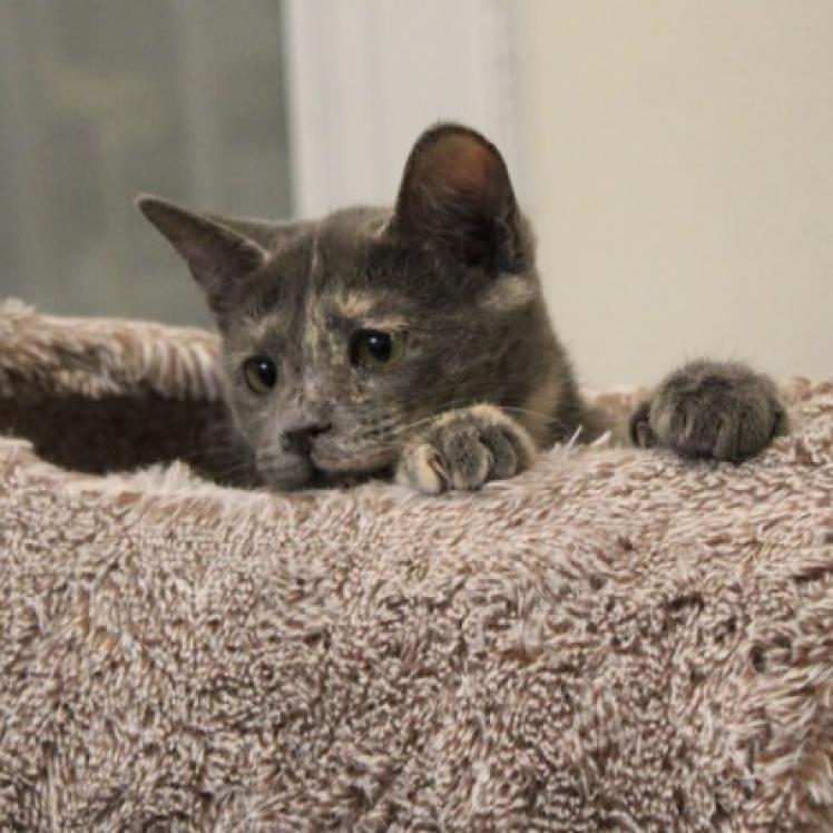 Enlarge Birch II, a Adoptable Domestic Short Hair in Defiance, OH image 5/6