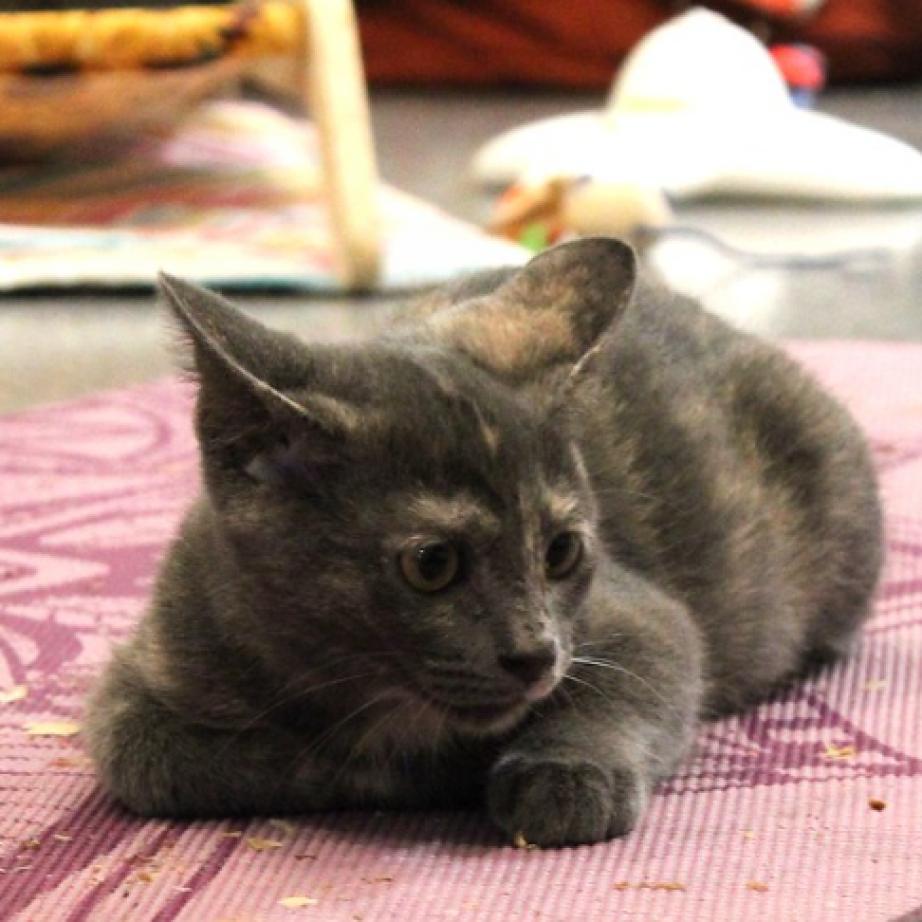 Enlarge Birch II, a Adoptable Domestic Short Hair in Defiance, OH image 6/6