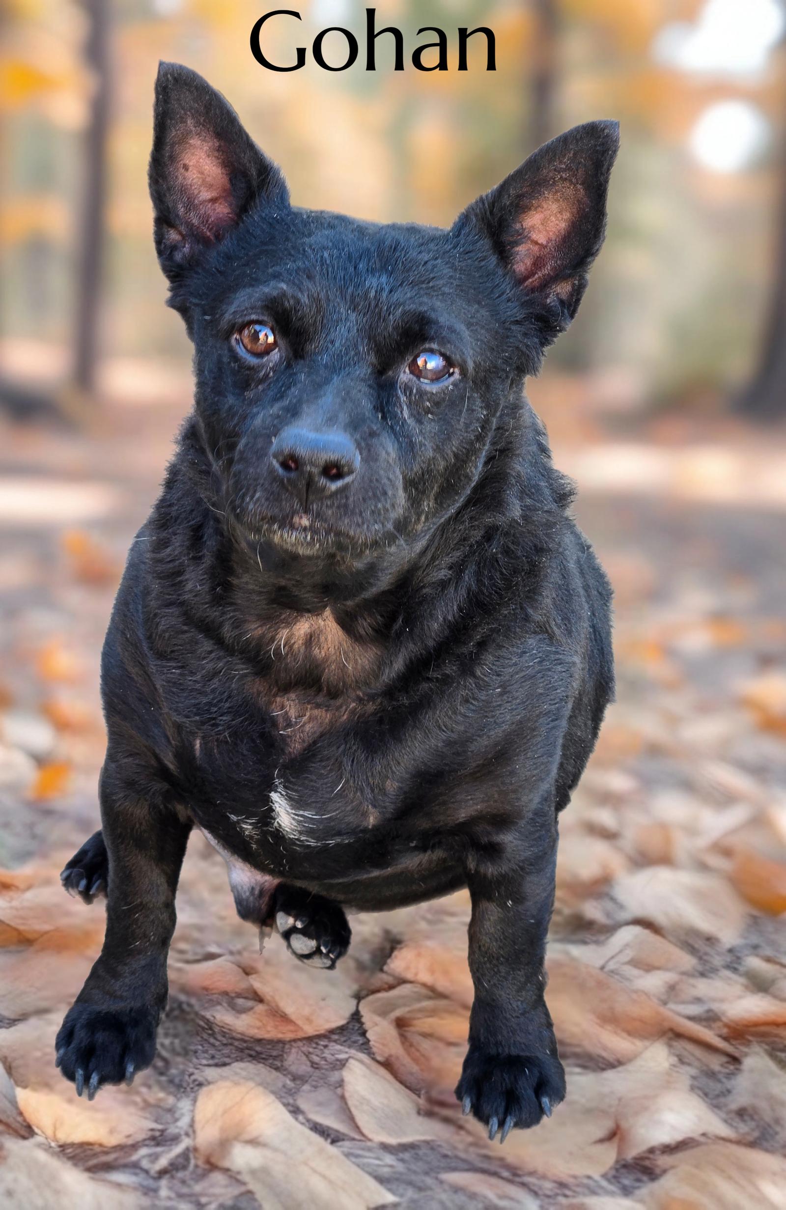 Gohan, a Adopted Chihuahua in Phelan, CA image 3/3