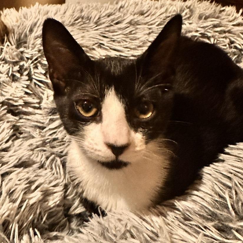 Tessa — thumbnail 2