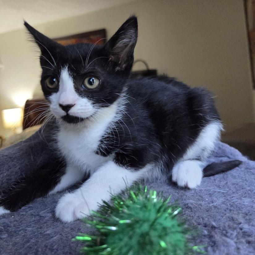 Tessa — thumbnail 3