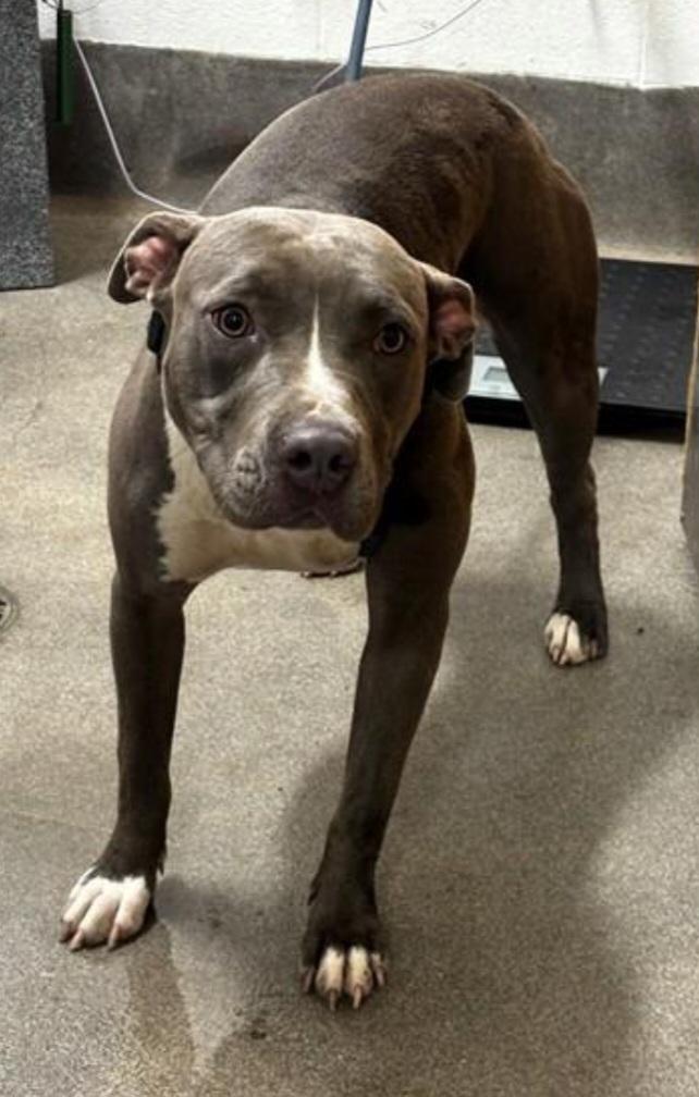 Enlarge FOSTER URGENTLY NEEDED, a Adoptable mixed breed in Hedgesville, WV image 1/1