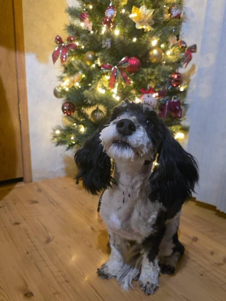 Kyra, Adopted, Young Female Bernese Mountain Dog & Poodle.