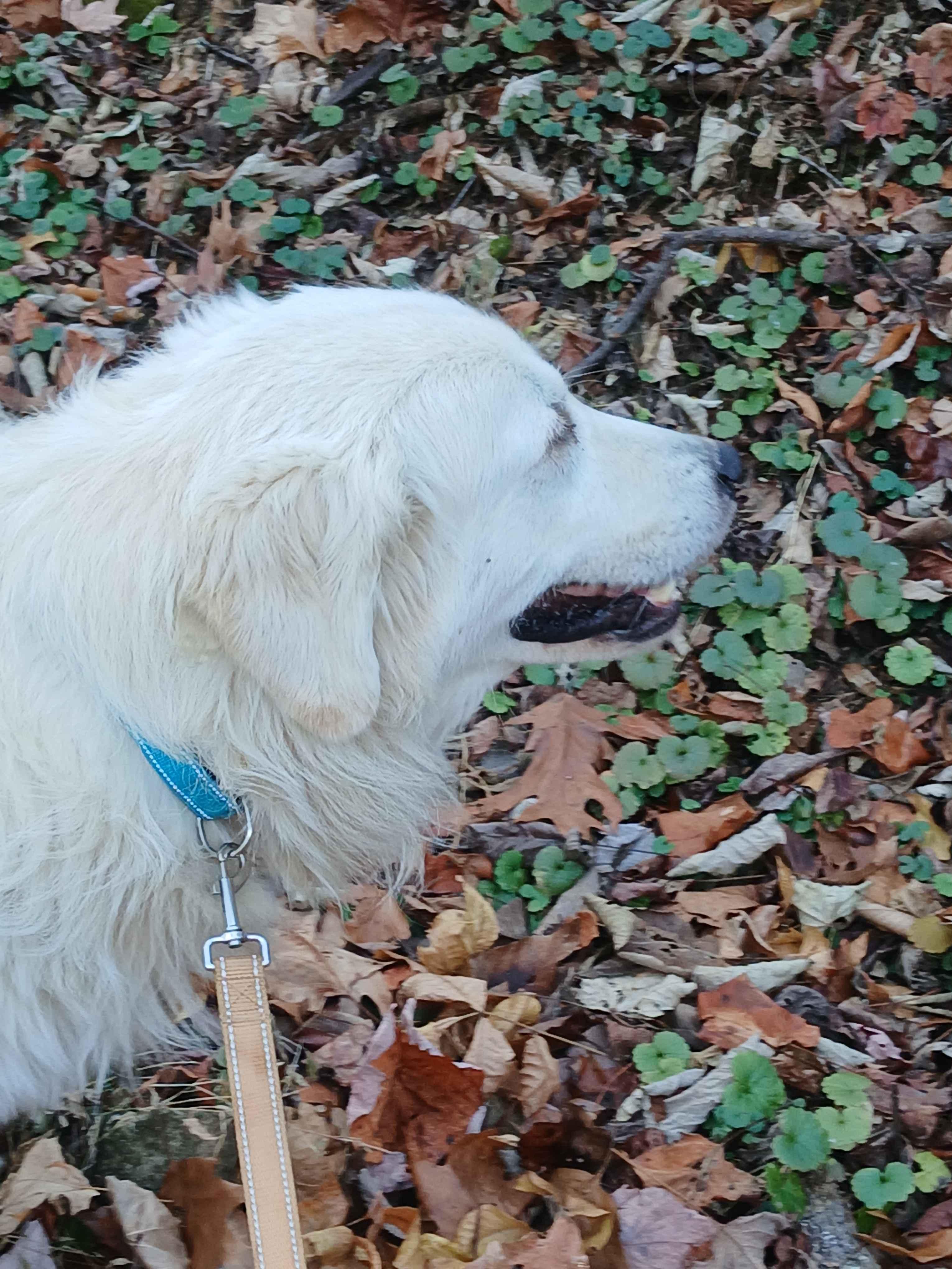 Chico, Adopted, Young Male Great Pyrenees.
