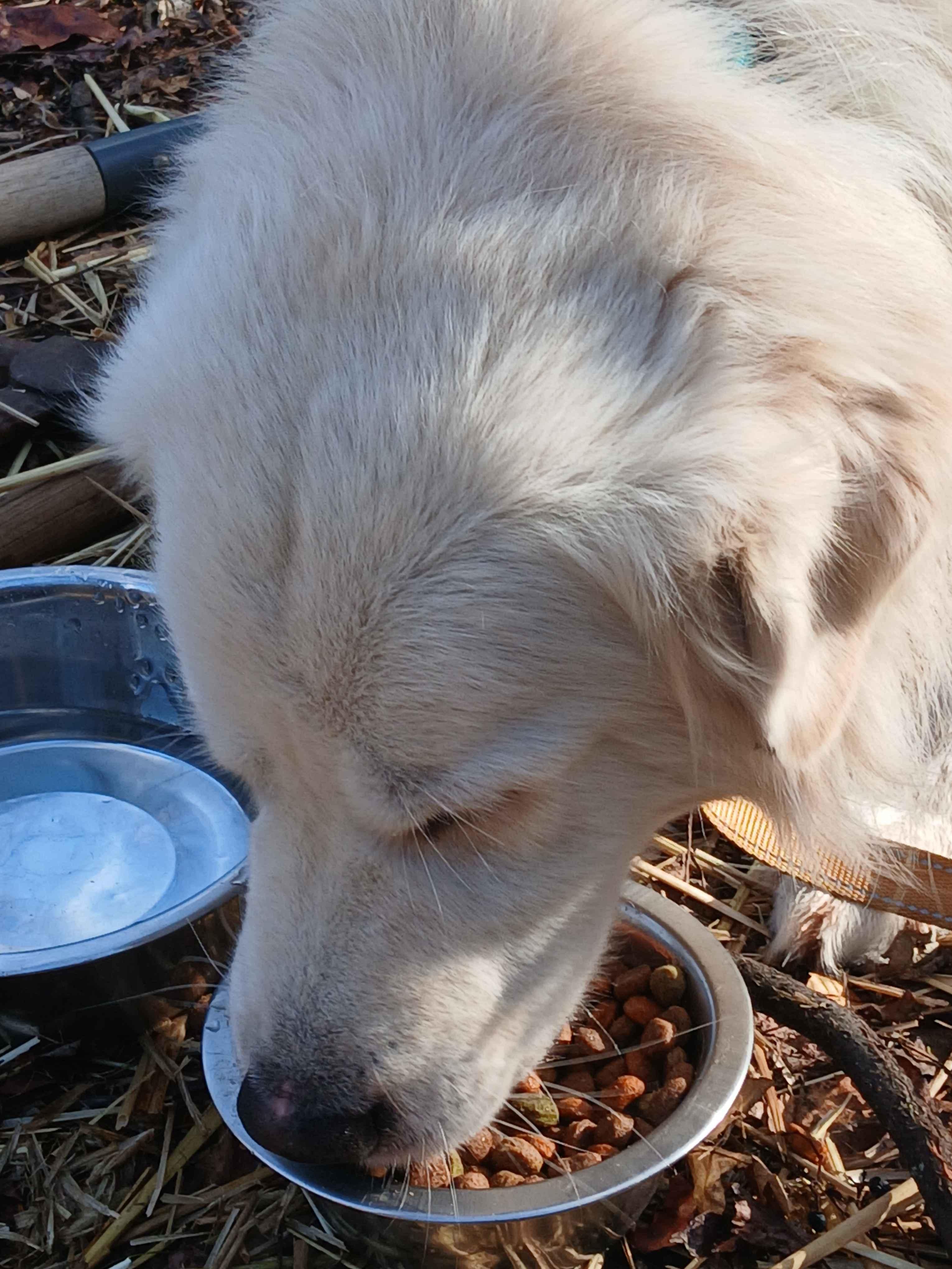 Enlarge Chico, a Adopted Great Pyrenees in Roanoke, VA image 2/3