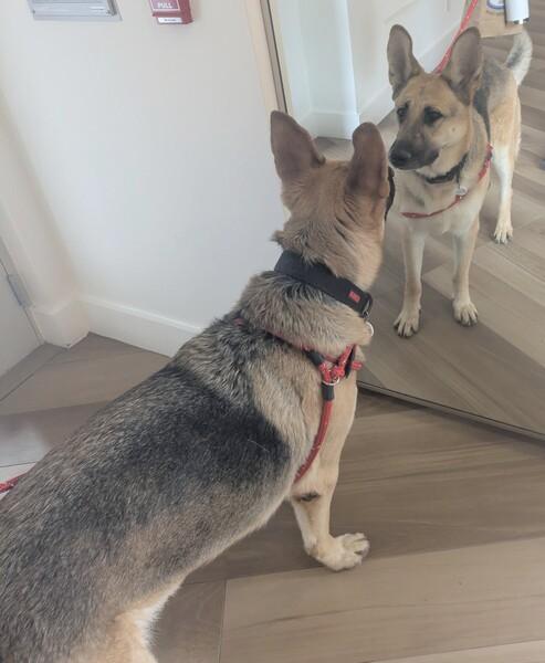 MAX, Adoptable, Adult Male German Shepherd Dog.